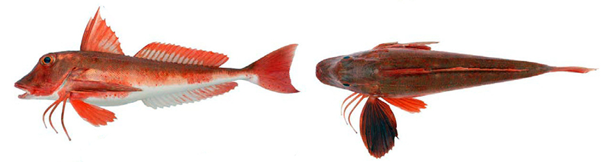 Chelidonichthys cuculus_06.jpg